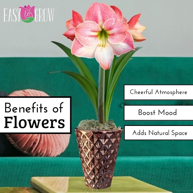 Easy to Grow Amaryllis 'Apple Blossom' Pre-Planted Bulb Indoor Gift Kit in a White Pot - Pink & White Flowering Blooms in 4 to 8 Weeks