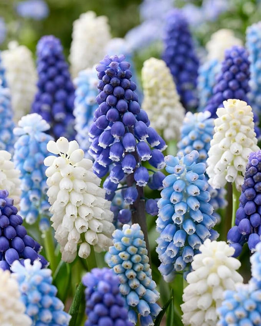 Blue Muscari Bulbs for Planting - Easy to Grow Perennial Flowers (40 Bulbs)