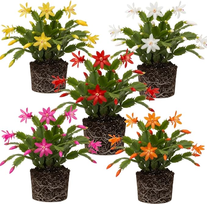 Set 2 Christmas Cactus Plants Live, Hanging Baskets Houseplants, Holiday Cactus Indoor Plants Live Well-Rooted 4-9" Tall, No Pot (Multicolor)