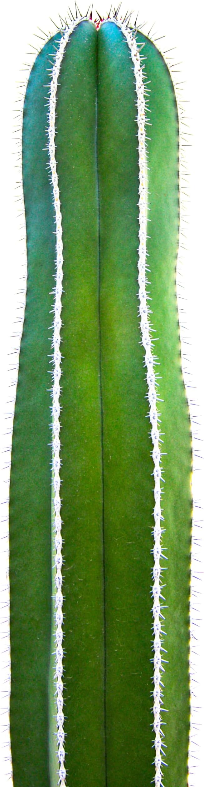 Cactus Outlet - Mexican Fence Post Cacti - Cactus Plants Live, 12”-18" Live Plants Indoor & Outdoor Use, Rare Large Live Cactus - Landscape Ready Large Cactus Plant Live Delivered Right to Your Door