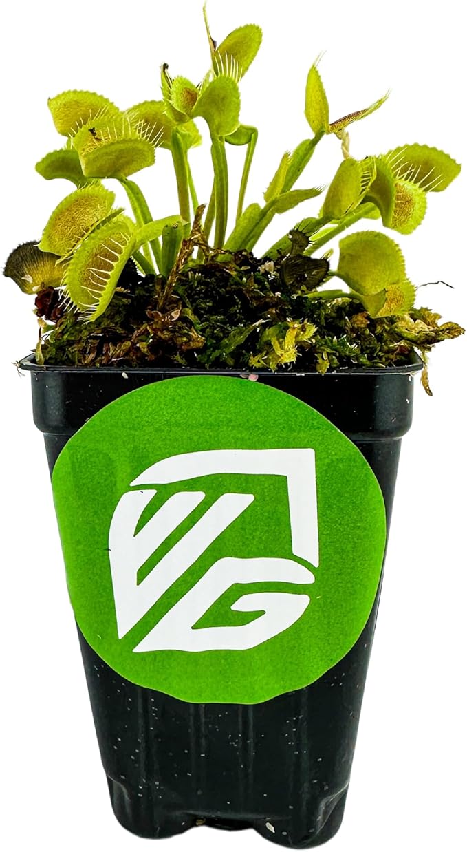 King Henry Venus Fly Trap Live Plant - Dionaea muscipula by Wellspring Gardens - Carnivorous Plant - Indoor Plant - Unique Garden Plant - Starter Plant Aquatic Plant