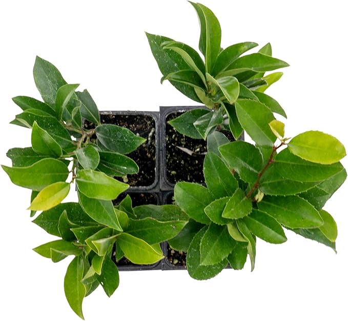 4 Dwarf Carolina Cherry Laurel in 3.5” Nursery Cubes (Prunus caroliniana ‘Compacta’) | Evergreen Shrub for Privacy Hedges, Screens, and Ornamental Landscaping | Ready-to-Plant Live Starter Plants