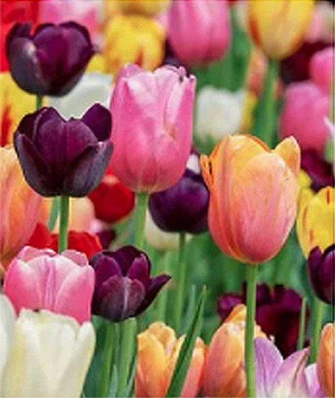 5 Angelique Double Late Pink Tulip Bulbs – Soft Pink Blooms with Double Petals – Large Flowering Perennial Tulips for Spring Gardens – Easy to Grow & Hardy