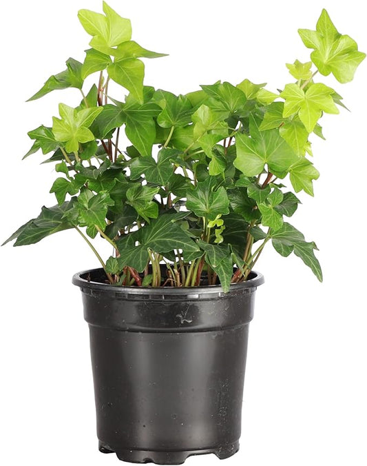 Thorsen's Greenhouse Live Green English Ivy Plant, Hedera Helix, Natural Air Purifier, Easy to Grow, Live Indoor Houseplant, 4" Diameter Pot (Nursery Pot)