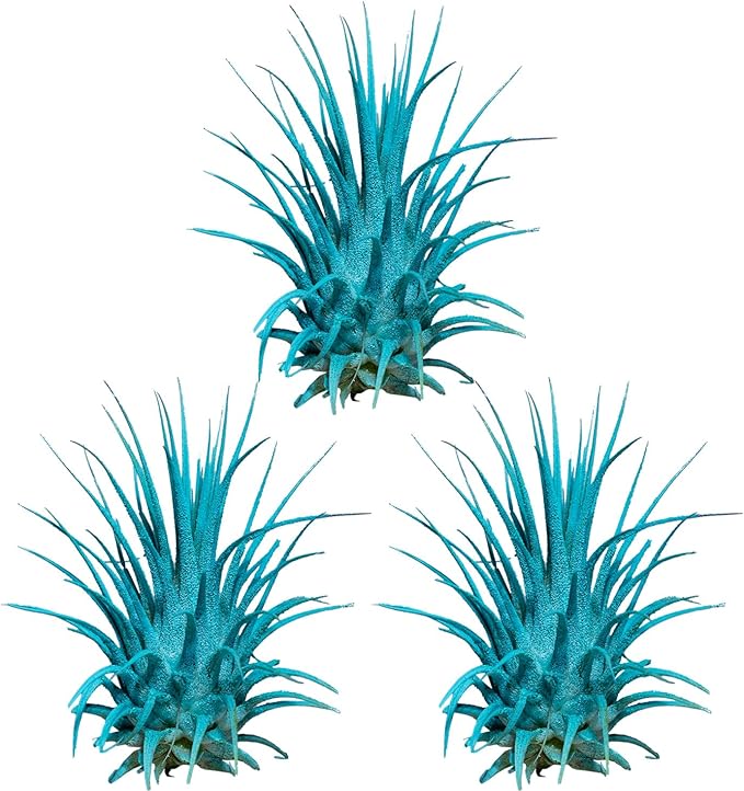 Air Plants - Tillandsia Ionantha - Organically Enhanced Color - Live Arrival Guaranteed - House Plants for Home Decor & Gift (Turquoise 3pk)