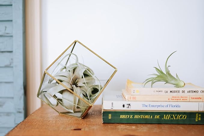 Air Plant Shop 5 Pack Tough Stuff Collection of Tillandsia Air Plants- Wholesale and Bulk - Succulents - Live Tillandsia - Easy Care Indoor and Outdoor House Plants