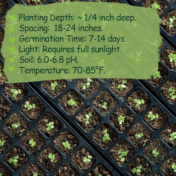 Premium Cape Gooseberry Seeds (Physalis peruviana) – 100+ Non-GMO Heirloom Seeds for Planting – Sweet, Tangy Ground Cherries with High Germination Rate