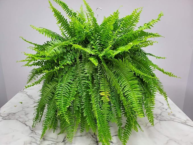 Live Boston Fern Hanging Basket – 12" Basket with 34” Wide Lush Green Fronds – Air-Purifying Houseplant – Pet Friendly & Easy Care for Home, Porch, Patio, or Office Décor