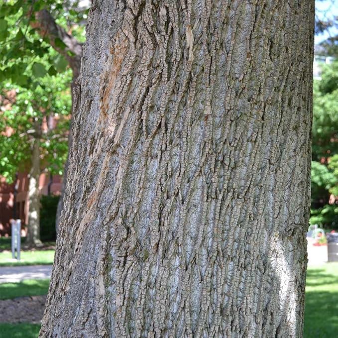 Tuliptree (Liriodendron tulipifera) – 1 Gallon Potted – Fast-Growing Flowering Shade Tree | Arbor Day Foundation (Due to Agricultural Laws, Unavailable to CA or AZ)