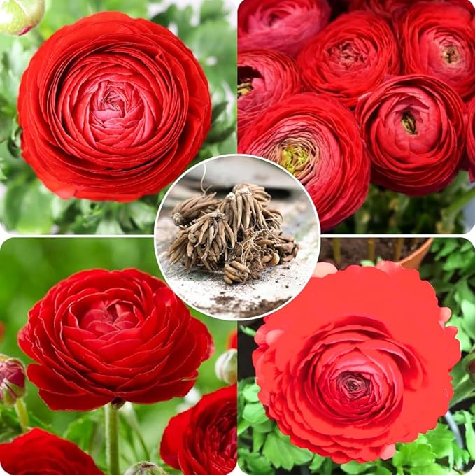 25 Ranunculus Bulbs for Fall Planting, Perennial Flowers Bulbs for Gardens, Vibrant Peony Buttercup Corms for Outdoor Borders (Red Ranunculus)