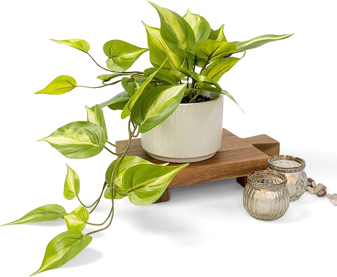Kurrajong Farmhouse Light Green Fake pothos Plant | Fake Plant for Shelf Decor | Artificial Trailing Ivy Plant with 5" Wide x 3.5" high Ceramic Pot | Faux pothos | Feaux Pothos