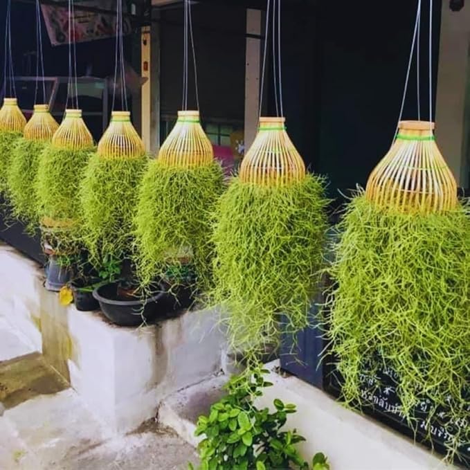 Spanish Moss Tillandsia Air Plants, Spanish Moss Plant Live, 1 to 2 Feet Long, Succulent Plants Live for Gardening Indoor Outdoor