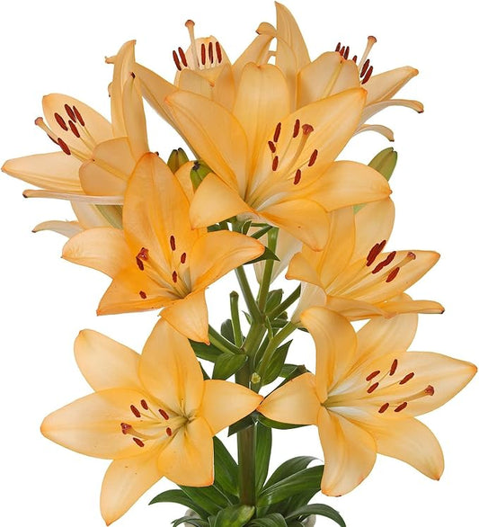 Easy to Grow Lilium Asiatic Lily Globe Plant Bulbs (3 Pack) - Light Orange Flowering Blooms in Summer Gardens