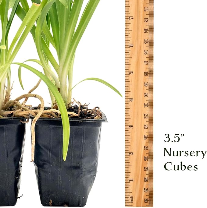 4 Frederick Street Park Agapanthus in 2.5” Nursery Cubes (Agapanthus ‘Frederick Street Park’) | Compact Semi-Evergreen Perennial for Borders, Containers, and Pollinator Gardens | Ready-to-Plant