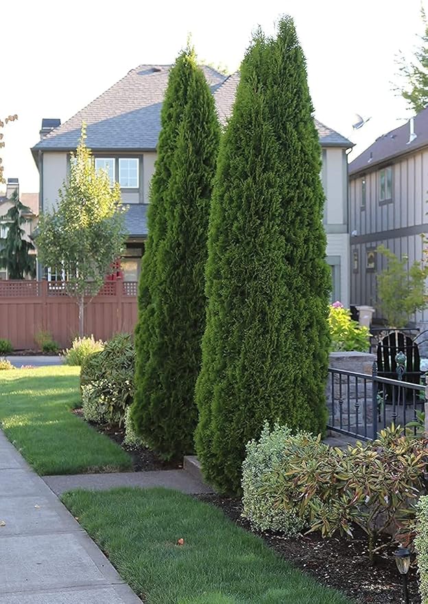 Florida Foliage Italian Cypress Tree | 10 Live Seedlings Cupressus Sempervirens Formal Elegant Mediterranean Style Plants, Green