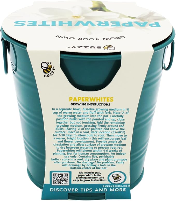 BUZZY Seeds Holiday Paperwhites Grow Kit, Complete with Bulbs, Teal Pail, Growing Medium, and Easy-to-Follow Instructions, Windowsill Gardening, Holiday Decor, Seasonal Gift for Home or Office