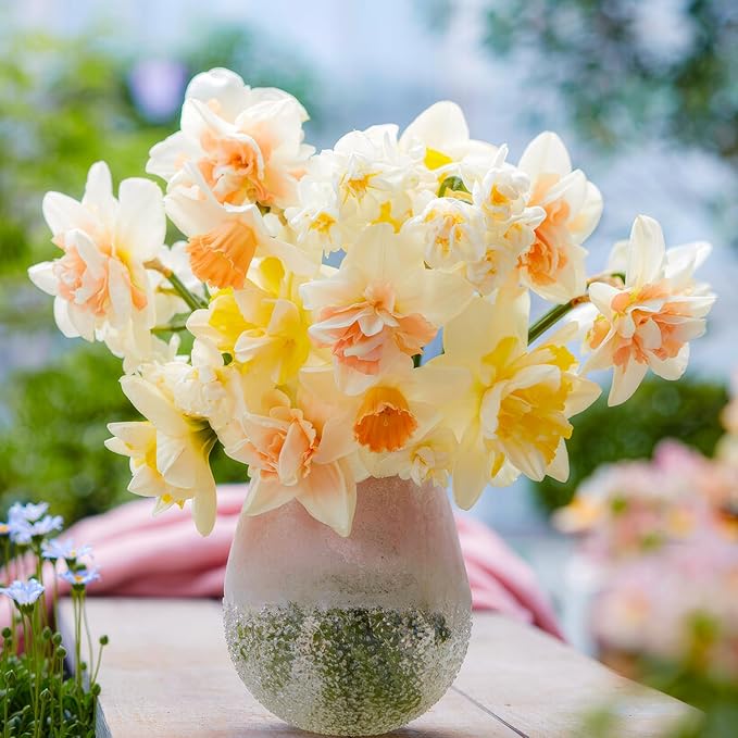 Daffodil Bulbs Spring Dream Collection - 25 Perennial and Hardy Flower Bulbs - Scented Daffodil Mix from The Netherlands - for Garden and Pot (no Seeds - not Artificial)