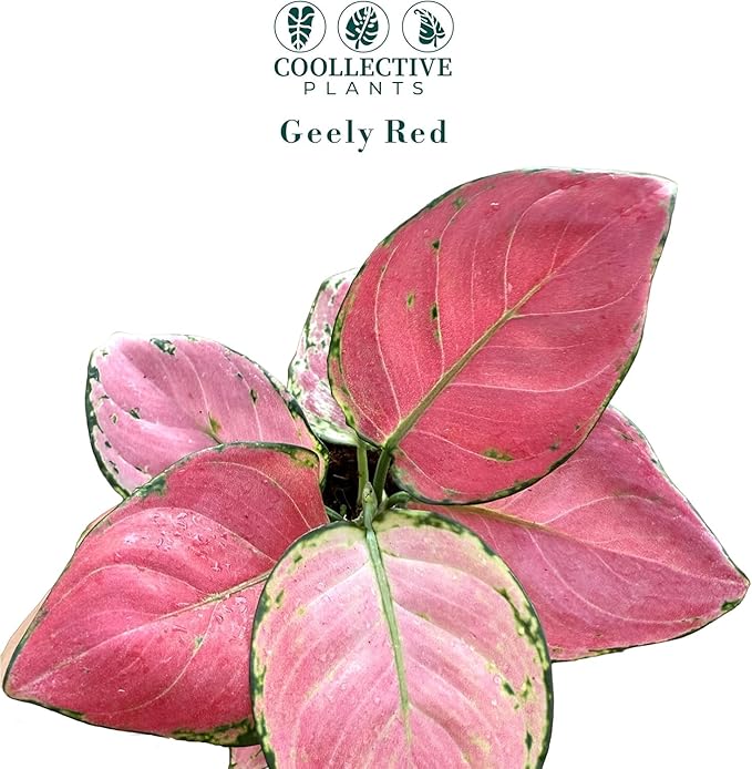 CoollectivePlants Aglaonema Geely Red – Live Plant in 4″ Grower’s Pot, Deep Red Variegated Chinese Evergreen, Easy Low Light Indoor Houseplant - Includes UniHeat Pack for Winter Protection