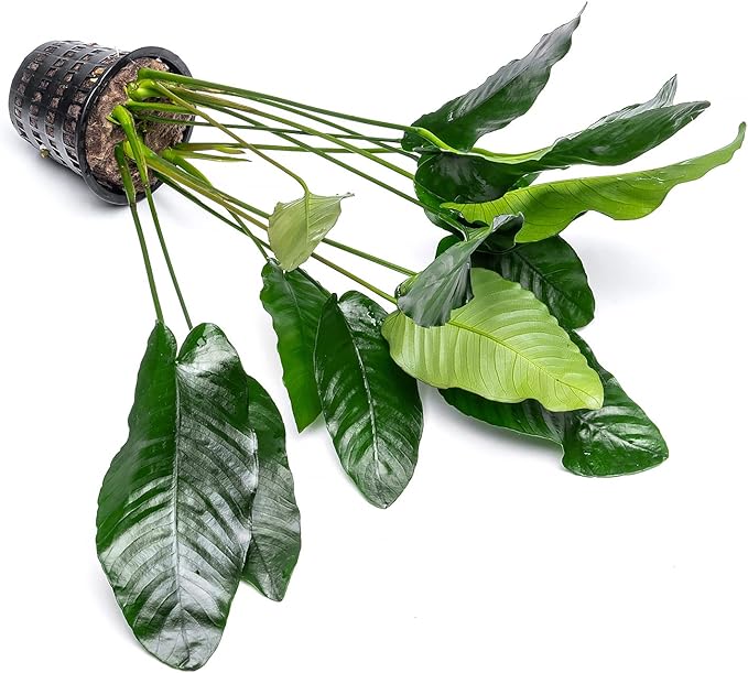 SubstrateSource Anubias Live Aquarium Plants - Potted Freshwater Plant for Fish Tanks, Terrariums - Beginner Friendly Low Light (Barteri, Mother Plant)