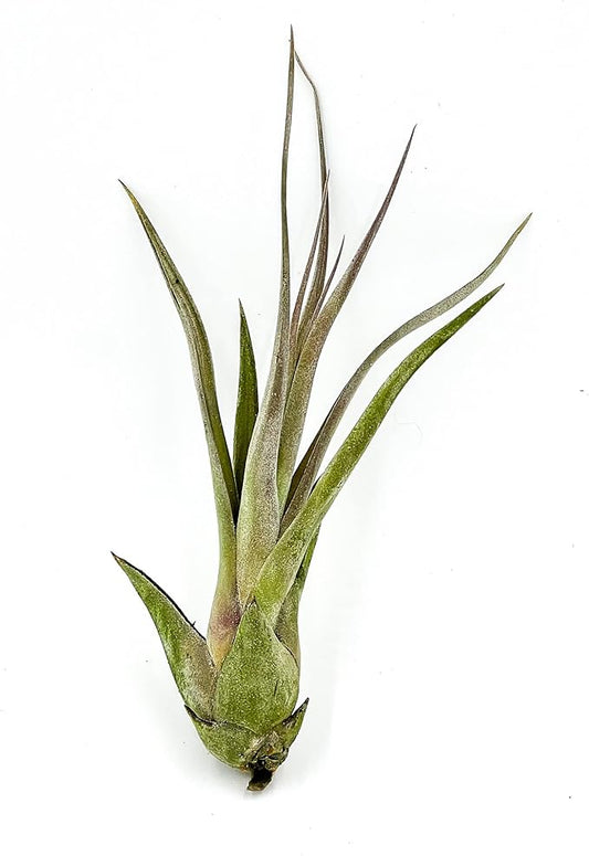 ragnaroc Live Air Plant – Tillandsia Capiput, Jumbo 6-9” - 1ct - Live Arrival Guaranteed - House Plants for Home Decor & Gift