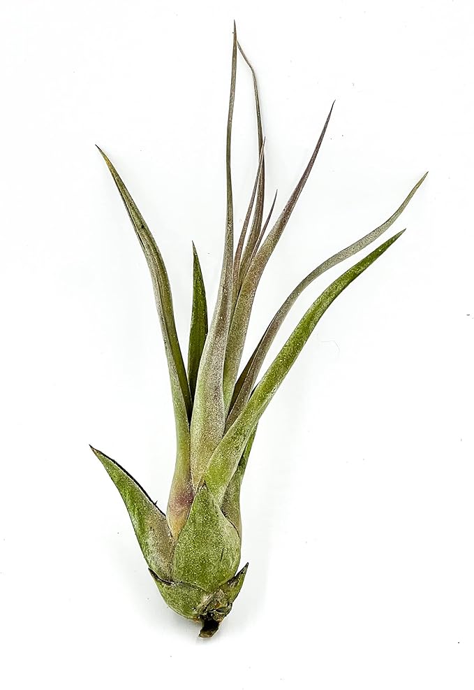 ragnaroc Live Air Plant – Tillandsia Capiput, Jumbo 6-9” - 2 ct - Live Arrival Guaranteed - House Plants for Home Decor & Gift
