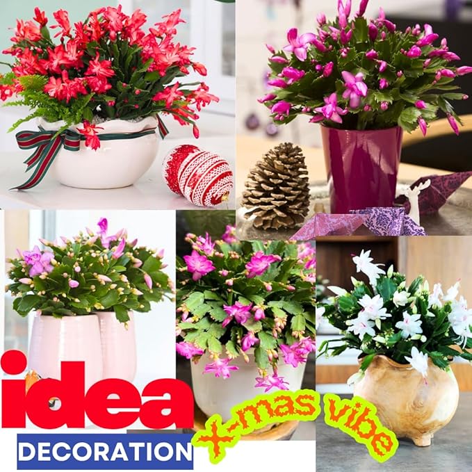Thanksgiving Cactus Live Plant Ready to Bloom, Holiday Christmas Cactus Plants Live 5-8" Tall, No Pot, Winter Bloom, Indoor Planting, Ready to Blooms (Pink)