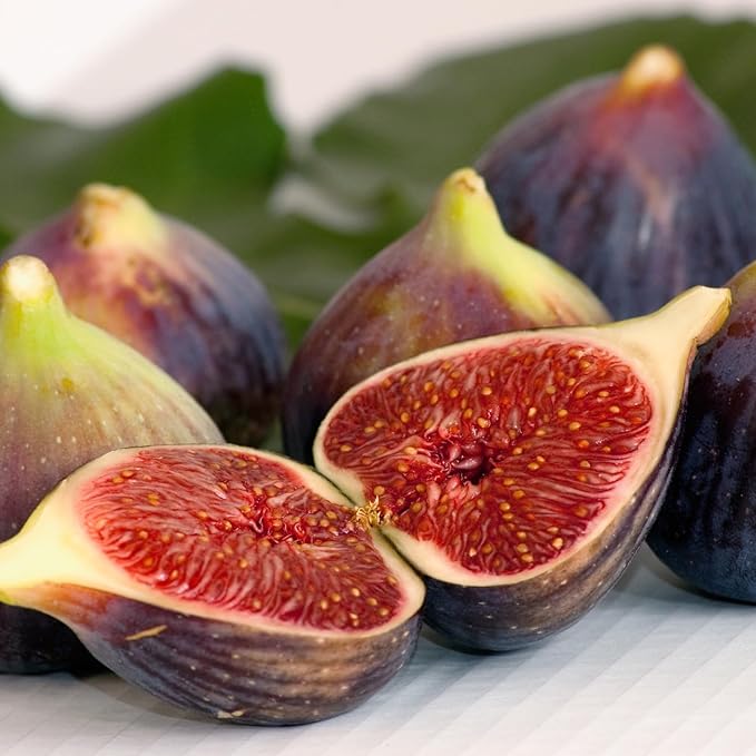 Fig Tree Chicago Hardy Live for Sale (4 Pack) | Cold Hardy Easy to Grow Plants | Edible Fruit Plant | Grow Your own Food on Your Edible Organic Garden| Live for Planting| No Seeds