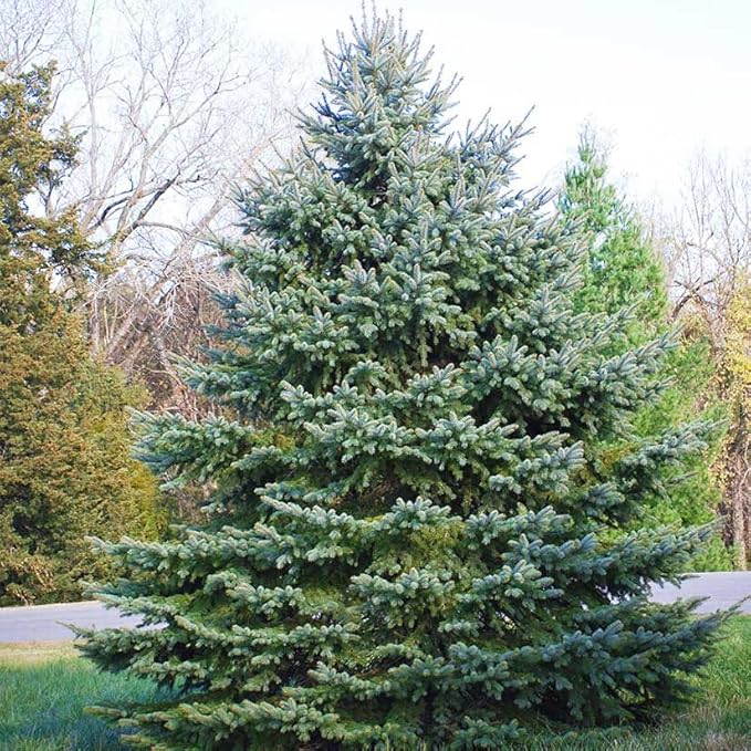 Colorado Blue Spruce Tree Plug Seedlings | 6"-12" | Arbor Day Foundation (3-Pack)