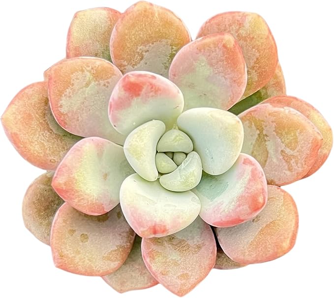 Sprout N Green Echeveria Spotted Deer, Live Succulent Plant Fully Rooted in 2" Pots with Soil Mix, Real Houseplant for Indoor Outdoor Home Office Wedding Decoration Party Favor