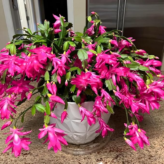 Thanksgiving Cactus Live Plant Ready to Bloom, Holiday Christmas Cactus Plants Live 5-8" Tall, No Pot, Winter Bloom, Indoor Planting, Ready to Blooms (Pink)