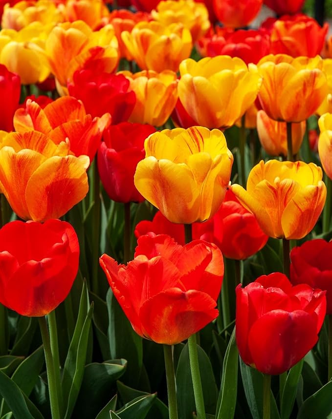 Tulipa Fringed Mixture Tulip Bulbs Size 11/12 for Planting - Plant in Fall, Winter or Early Spring (Apeldoorn Mixture, 15, Count)