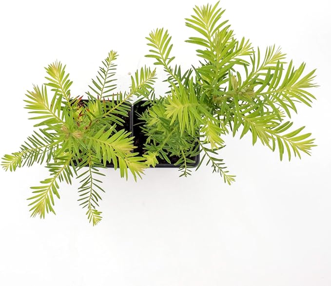 2 Coastal Redwood in 2.5” Nursery Cubes (Sequoia sempervirens) | Majestic Evergreen Tree for Shade, Privacy & Wildlife Support | Ready-to-Plant Live Starter Plants