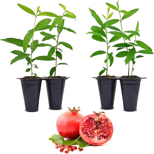 Pomegranate Salavatski Live for Sale (4 Pack) | Easy to Grow Plants | Edible Fruit Plant for Sustainable Living | Grow Your own Food on Your Edible Organic Garden| Live for Planting| 2 inch Pot