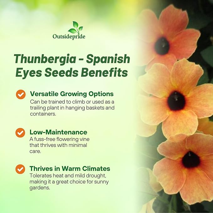 Outsidepride Spanish Eyes Thunbergia Black Eyed Susan Seeds - 20 Pcs Annual, Climbing Vine Flower Seeds for Planting Peachy Gold Blooms for Low Maintenance Gardens, Containers, Trellis & Fences