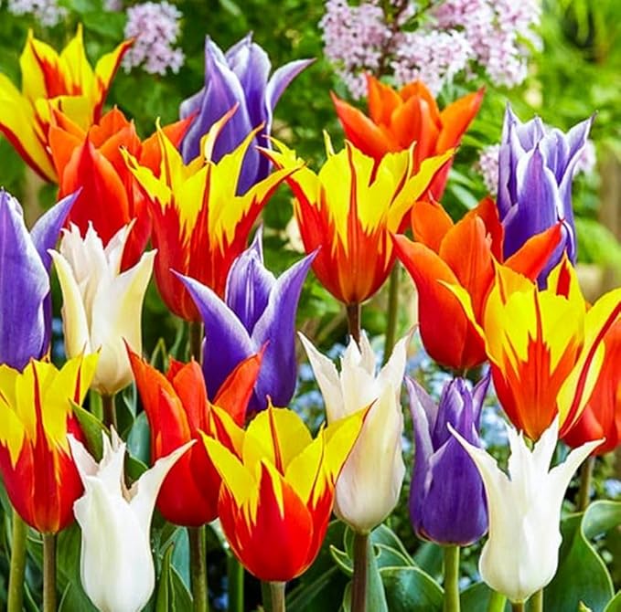 Tulips Lily Flowering Mixture Tulip Pink Red White Yellow Plant Bulbs Spring Flowering Gardens Size 12+ (100, Lily Flowering Mixture)