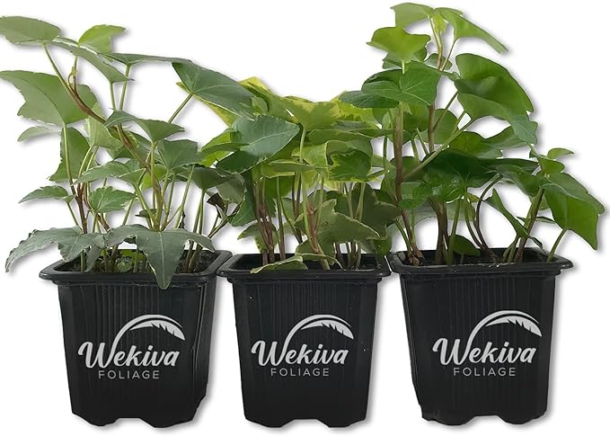 English Ivy Trio Variety - 3 Live Plants in 3 Inch Pots - Hedera Helix - Variegated, Golden, and Green English Ivy Indoor Houseplants