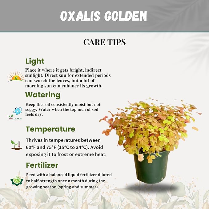Oxalis Golden Live Plant in 4-Inch Pot - Vibrant Golden-Yellow Foliage, Low Maintenance Houseplant for Indoor/Outdoor Décor and Unique Gift Ideas (Heat Pack Included)