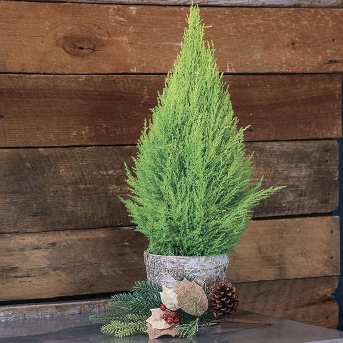 Lemony Christmas Tree. Lemon Cypress 'Goldcrest' (Cupressus Macrocarpa) - Vibrant Yellow-Green Foliage, Citrus Scent, Indoor/Outdoor (2 Cypress-Lemon Cups)
