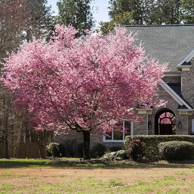 Cherry Blossom Tree, Double Pink Cherry Tree Live Plant, 6-12 Inch Tall in 2.5 Inch Pot, Dormant in Winter