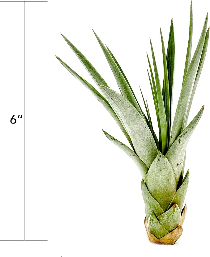 ragnaroc Air Plants - Tillandsia Fasciculata Tricolor, Large 4-6" - 3ct - Live Arrival Guaranteed - House Plants for Home Decor & Gift