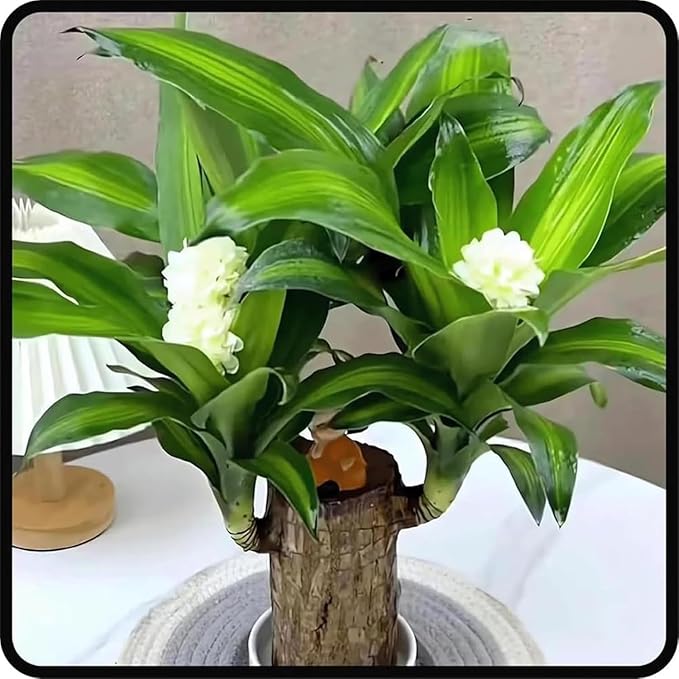 Brazilian Lucky Wood, Brazil's Lucky Tree Doesn't Need to Wait to Sprout, Hydroponic Stump for Purifying Indoor Air, Office Desk Decorations Plant Pot (A)