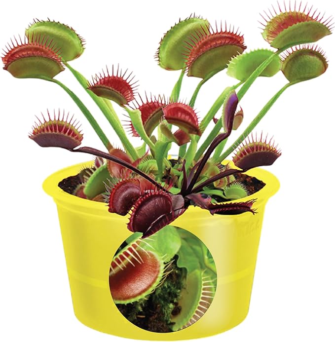 TOYS BY NATURE Eco Seed Sprouts Plant Seeds 5-Pack, DIY Indoor Succulents and Live Plants for Home or Garden Planting, Fly Trap Ed