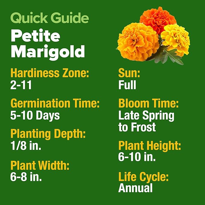 HOME GROWN Petite French Marigold Seeds 329+ Flower Seeds for Planting Outdoors Easy to Grow Companion Plant & Quick Blooming Pollinator Heirloom Wildflower Seed (Tagetes patula)