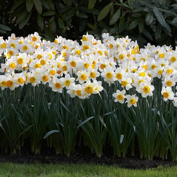 Garden State Bulb Narcissus Large Cupped Sempre Avanti Daffodil Flower Bulbs, 16/18cm, Fall Planting (Bag of 100)