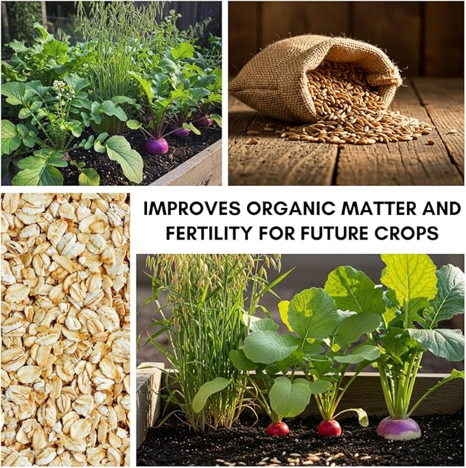 Cover Crop 3 Seed Mix - Oats, Daikon Radishes and Purple Top Turnips - Winter Kills, Promotes Earth Worms, Tons of Forage (12 Ounces)