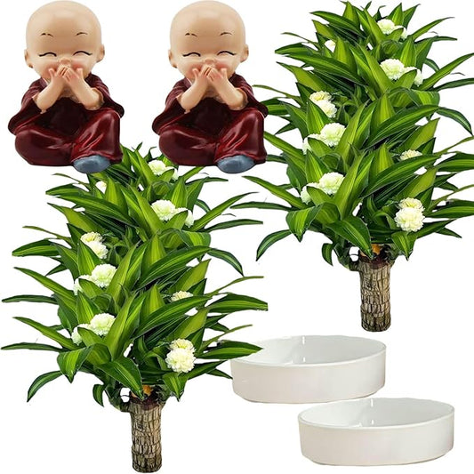 Brazilian Lucky Wood Plant, Brazilian Wood with Energy Crystals, Low-Light Office, Bedroom Decor, Home Good Luck Decor (Two Shades of Purple)