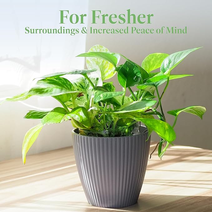 American Plant Exchange Golden Pothos – 6-Inch Pot – Live Easy Care Vining Houseplant, Air Purifying Indoor Plant for Home, Office, or Garden Decor