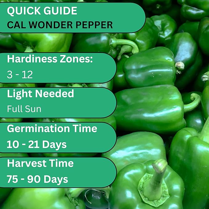 Woods Creek Seeds: Cal Wonder 300 TMR Sweet Pepper Seeds for Planting - Over 250 Heirloom Non-GMO California Wonder Bell Pepper Seeds for Planting Outdoors or Indoors for Home Plant Gardens