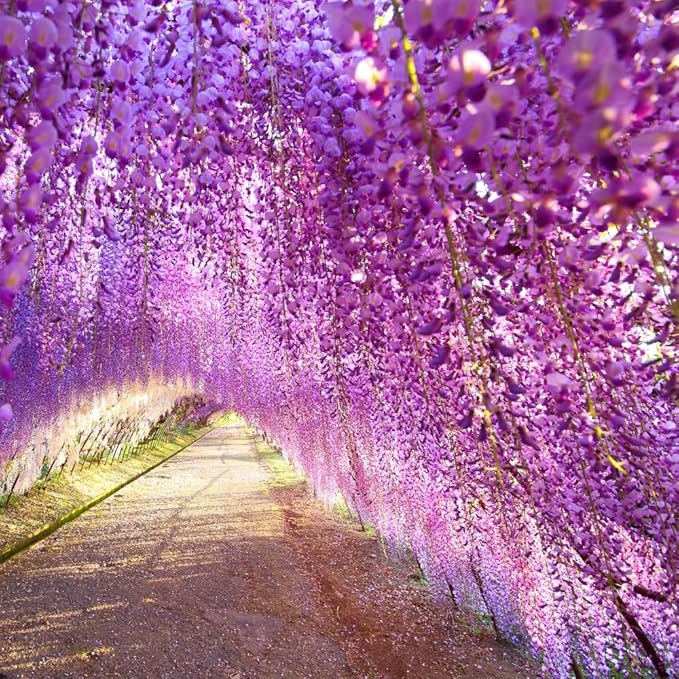 Purple Wisteria Live Plant, 6-12" Tall, Wisteria Vine in 2.5" Pot, Fragrant Flowering Climbing Plant for Outdoor Garden and Trellis
