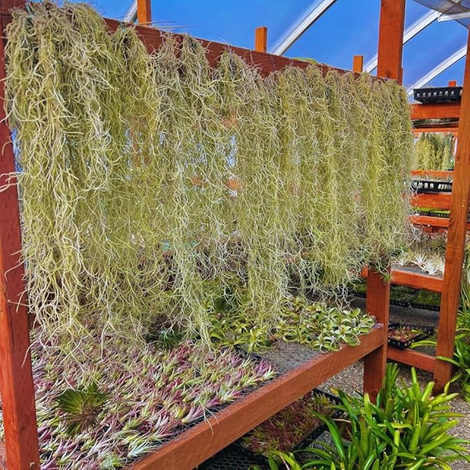 Spanish Moss Tillandsia Air Plants, Spanish Moss Plant Live, 1 to 2 Feet Long, Succulent Plants Live for Gardening Indoor Outdoor